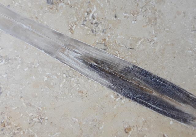 Hibolithes sp. (MONTFORT 1808) - Bild &copy; FossNet FossilienStore